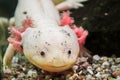 Leucist axolotl portrait, Ambystoma mexicanum