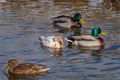 Leucistic albino mallard duck in the flock of usual mallard ducks Royalty Free Stock Photo