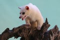 A Leucistic Asian palm civet Paradoxurus hermaphroditus