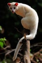 A Leucistic Asian palm civet Paradoxurus hermaphroditus