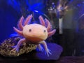 Leucistic Axolotl in an Aquarium. Royalty Free Stock Photo