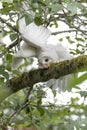 Leucistic Barred Owl Royalty Free Stock Photo