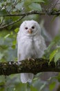 Leucistic Barred Owl Royalty Free Stock Photo