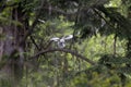 Leucistic Barred Owl