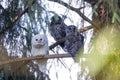 Leucistic Barred Owl Royalty Free Stock Photo