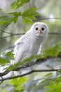 Leucistic Barred Owl Royalty Free Stock Photo