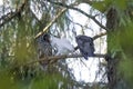 Leucistic Barred Owl Royalty Free Stock Photo