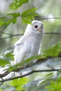 Leucistic Barred Owl Royalty Free Stock Photo