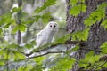 Leucistic Barred Owl Royalty Free Stock Photo