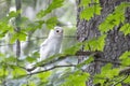 Leucistic Barred Owl