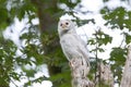 Leucistic Barred Owl Royalty Free Stock Photo