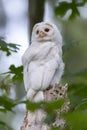 Leucistic Barred Owl