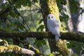 Leucistic Barred Owl