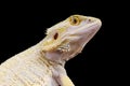 Leucistic bearded dragon / Pogona vitticeps