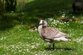 Leucistic Canada Goose Royalty Free Stock Photo