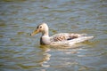 Leucistic female mallard duck with partial loss of pigmentation with a male drake mallard Royalty Free Stock Photo