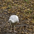 Leucistic Indian peacock in Polish park Royalty Free Stock Photo