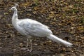 Leucistic Indian peacock in Polish park Royalty Free Stock Photo