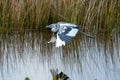 A leucistic little blue heron in a salt marsh Royalty Free Stock Photo