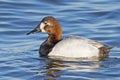 Leucistic Male Canvasback Duck Royalty Free Stock Photo