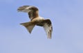 Leucistic Red Kite - Milvus milvus Royalty Free Stock Photo