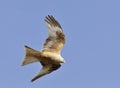 Leucistic Red Kite - Milvus milvus Royalty Free Stock Photo