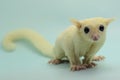 A leucistic sugar glider Petaurus breviceps is looking for food. Royalty Free Stock Photo