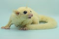 A leucistic sugar glider Petaurus breviceps is looking for food. Royalty Free Stock Photo