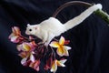 A leucistic sugar glider Petaurus breviceps is looking for food. Royalty Free Stock Photo