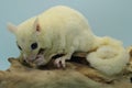 A leucistic sugar glider Petaurus breviceps is looking for food. Royalty Free Stock Photo