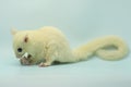 A leucistic sugar glider Petaurus breviceps is looking for food. Royalty Free Stock Photo