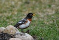 A Leucitic American Robin bird Royalty Free Stock Photo