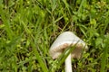 Leucoagaricus leucothites Royalty Free Stock Photo