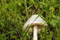 Leucoagaricus leucothites Royalty Free Stock Photo