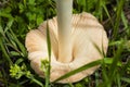 Leucoagaricus leucothites Royalty Free Stock Photo