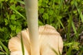 Leucoagaricus leucothites Royalty Free Stock Photo