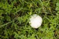 Leucoagaricus leucothites Royalty Free Stock Photo