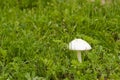 Leucoagaricus leucothites Royalty Free Stock Photo