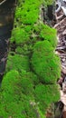 Leucobryum glaucum moss