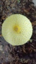 Leucocoprinus birnbaumii, a gilled mushroom in the Agaricaceae family. Mushrooms that grow in tropical and subtropical regions