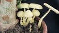 Leucocoprinus birnbaumii growing