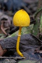 Leucocoprinus birnbaumii