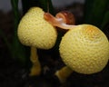 Leucocoprinus birnbaumii is a species of gilled mushroom in the family Agaricaceae. It is common in the tropics and