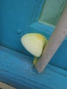 Leucocoprinus birnbaumii in a window.