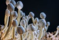 leucocoprinus cepaestipes mushrooms (also known as Onion-Stalked Lepiota) growing on a pile of wood chippings