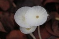 three stalks white Leucocoprinus wild mushroom horizontal photo format Royalty Free Stock Photo