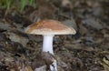 Leucocortinarius bulbiger, very rare mushroom