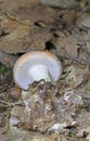 Leucocortinarius bulbiger, very rare mushroom