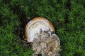 Leucocortinarius bulbiger, very rare mushroom