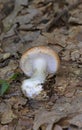 Leucocortinarius bulbiger, very rare mushroom